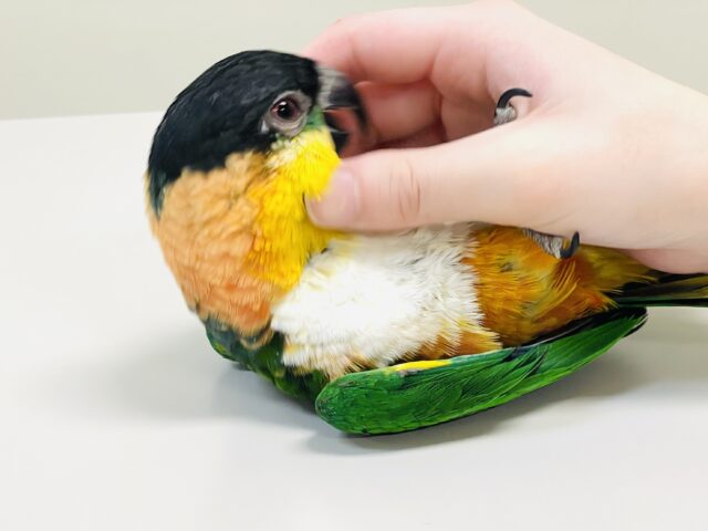 【最新動画】黒い頭が魅力的な元気っ子💕ズグロシロハラインコ(男の子) ズグロシロハラインコ