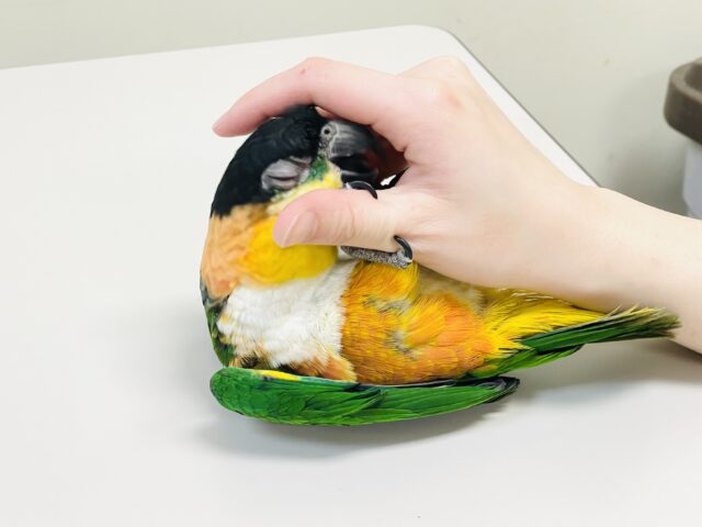 【最新動画】黒い頭が魅力的な元気っ子💕ズグロシロハラインコ(男の子) ズグロシロハラインコ