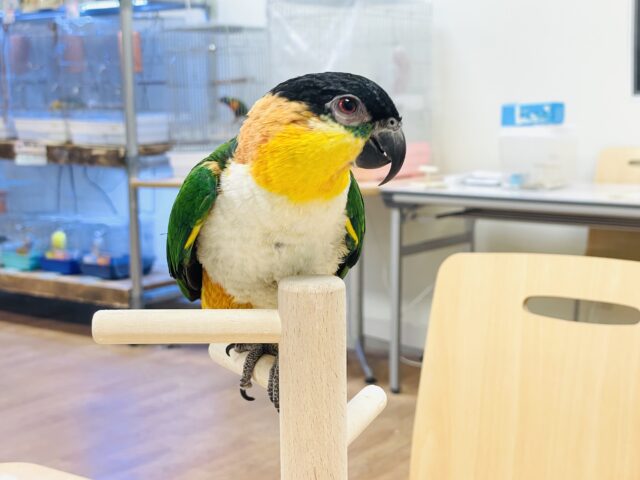 【最新動画】黒い頭が魅力的な元気っ子💕ズグロシロハラインコ(男の子) ズグロシロハラインコ