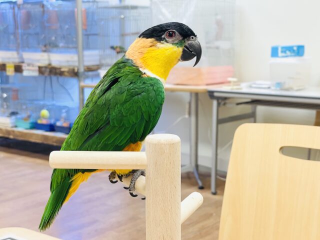 【最新動画】黒い頭が魅力的な元気っ子💕ズグロシロハラインコ(男の子) ズグロシロハラインコ