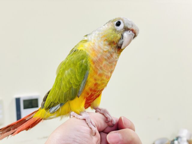 【最新画像】カラフルかわいい甘えんぼう🍍✨ホオミドリウロコインコちゃん(パイナップル) ホオミドリウロコインコ