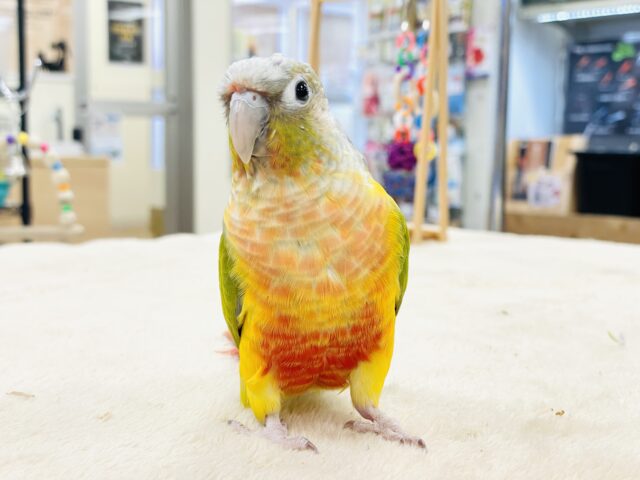 【最新画像】カラフルかわいい甘えんぼう🍍✨ホオミドリウロコインコちゃん(パイナップル) ホオミドリウロコインコ