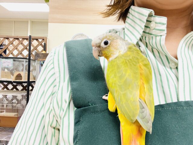 【最新画像】カラフルかわいい甘えんぼう🍍✨ホオミドリウロコインコちゃん(パイナップル) ホオミドリウロコインコ
