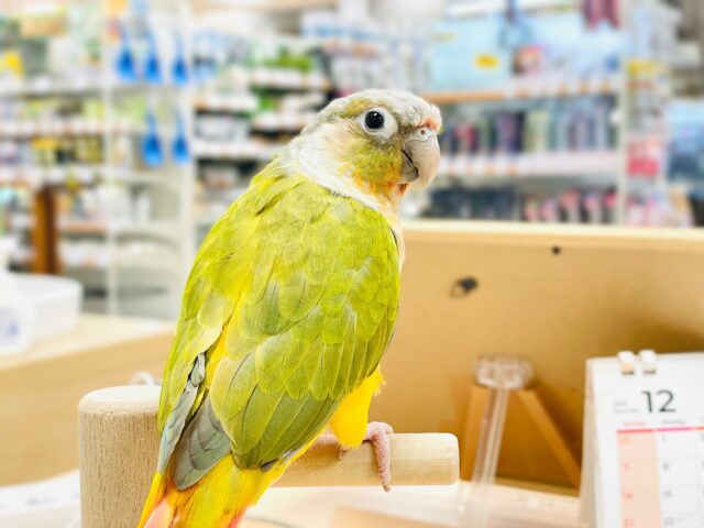 【最新画像】カラフルかわいい甘えんぼう🍍✨ホオミドリウロコインコちゃん(パイナップル) ホオミドリウロコインコ