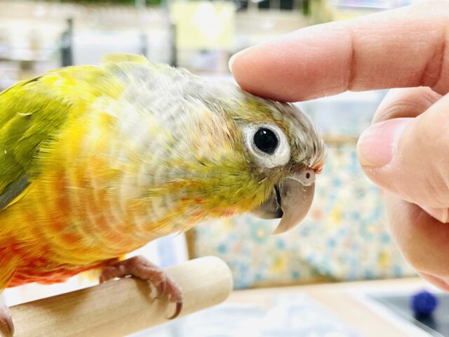 【最新画像】カラフルかわいい甘えんぼう🍍✨ホオミドリウロコインコちゃん(パイナップル) ホオミドリウロコインコ