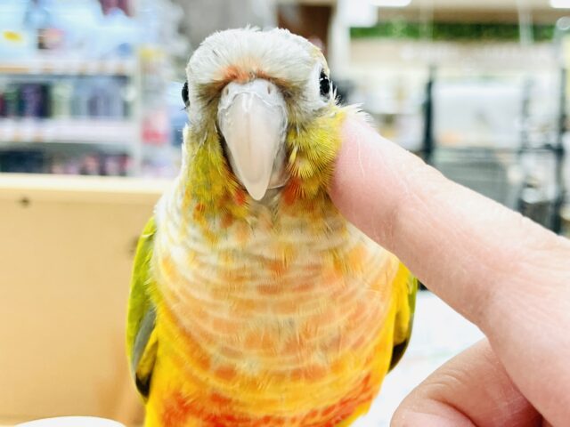 【最新画像】カラフルかわいい甘えんぼう🍍✨ホオミドリウロコインコちゃん(パイナップル) ホオミドリウロコインコ