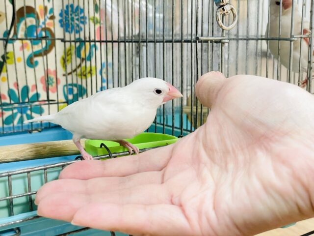 白文鳥