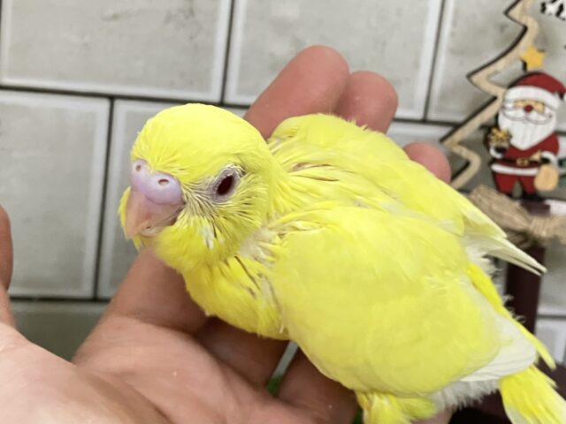 【最新画像更新⭐︎⭐︎】オムにきらり⟡.*パプリカEYES❤️🫑セキセイインコ(ルチノー/2025年11月生まれ) セキセイインコ