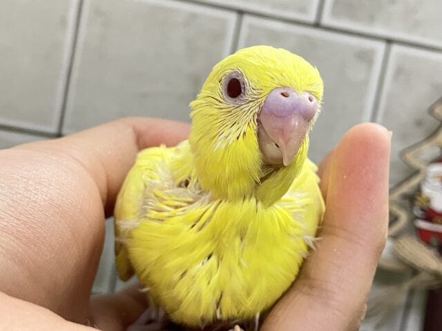 【最新画像更新⭐︎⭐︎】オムにきらり⟡.*パプリカEYES❤️🫑セキセイインコ(ルチノー/2025年11月生まれ) セキセイインコ
