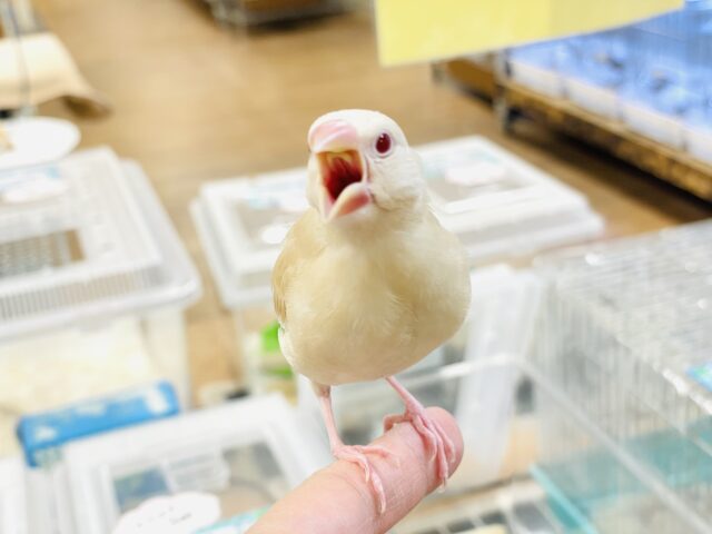 シナモン文鳥