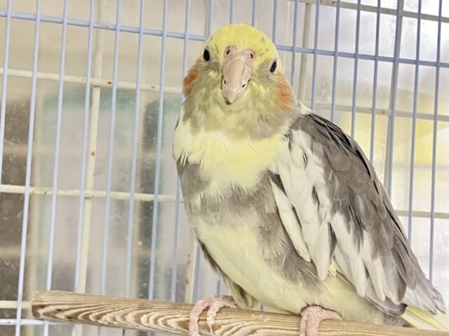ドスコイ❕はっけよーいプリン大福🍮♬.*゚オカメインコ(パイド/2024年3月生まれ) オカメインコ