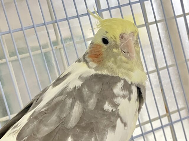 ドスコイ❕はっけよーいプリン大福🍮♬.*゚オカメインコ(パイド/2024年3月生まれ) オカメインコ