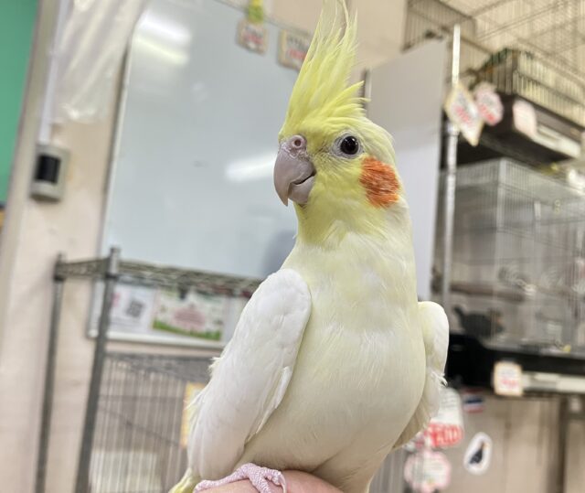オカメインコ