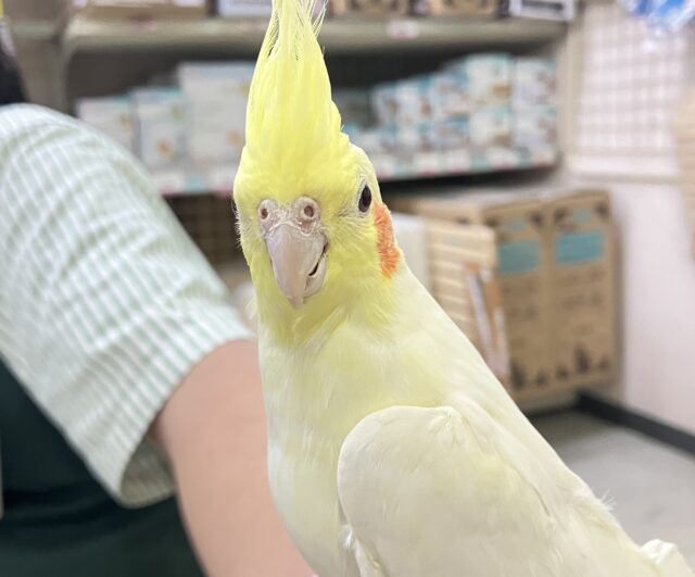 オカメインコ