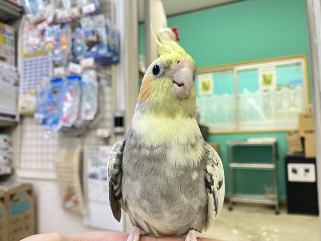 オカメインコ