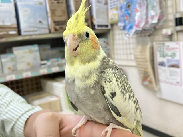 オカメインコ
