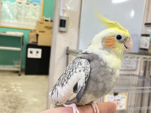 オカメインコ