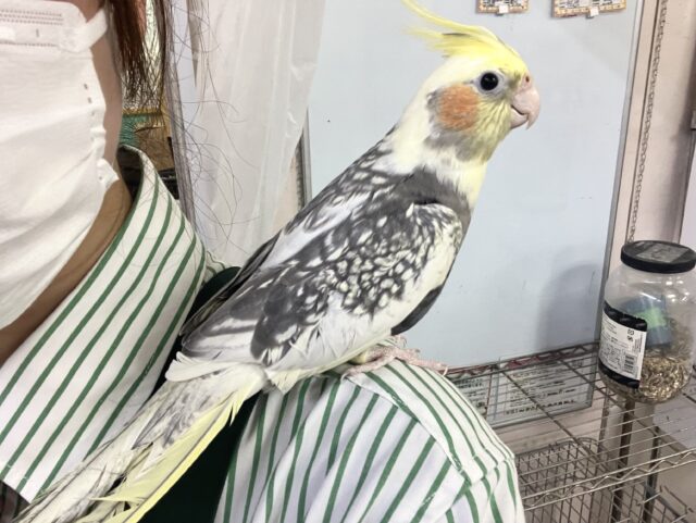 オカメインコ