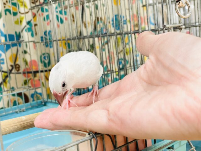 シルバー文鳥