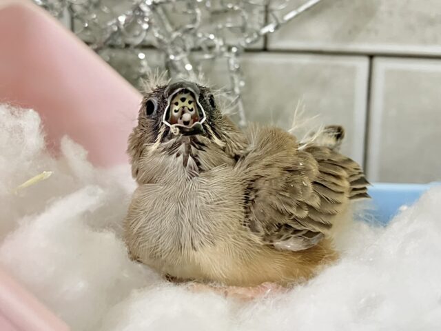 ✨最新画像✨⸜(●˙꒳˙●)⸝ポカポカノコノコ☀️しいたけの子🍄🟫♬.*゚錦花鳥(ノーマル/2025年11月生まれ) 錦花鳥(キンカチョウ)