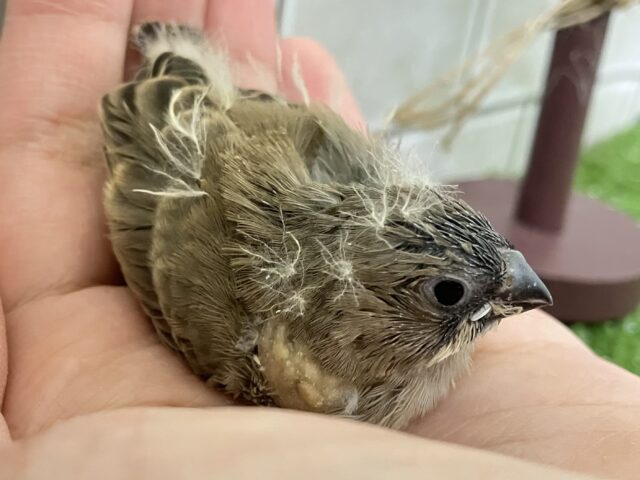 ✨最新画像✨⸜(●˙꒳˙●)⸝ポカポカノコノコ☀️しいたけの子🍄🟫♬.*゚錦花鳥(ノーマル/2025年11月生まれ) 錦花鳥(キンカチョウ)