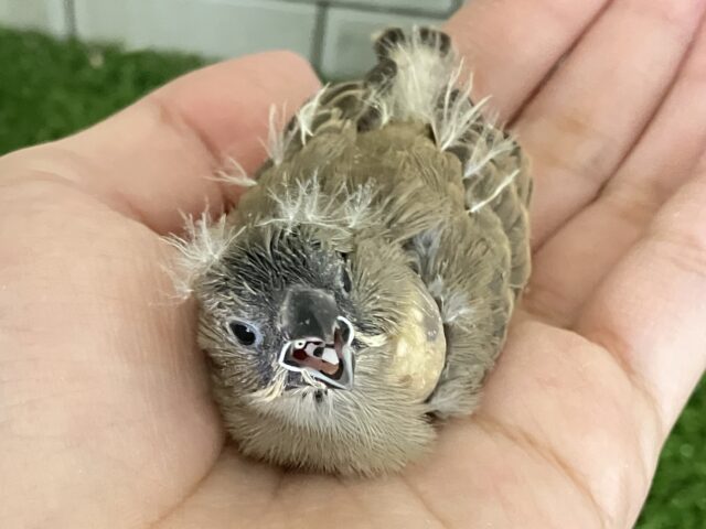 ✨最新画像✨⸜(●˙꒳˙●)⸝ポカポカノコノコ☀️しいたけの子🍄🟫♬.*゚錦花鳥(ノーマル/2025年11月生まれ) 錦花鳥(キンカチョウ)