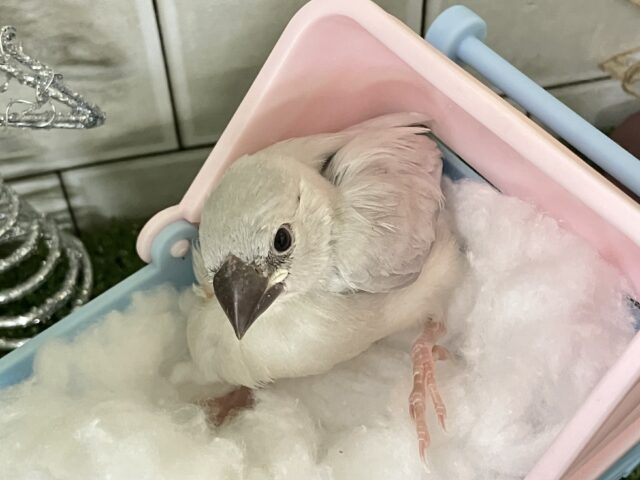 𝐂𝐨𝐦𝐞 𝐨𝐧🐾💭サクサク白銀の世界❄️.*˚シルバー文鳥(2025年11月生まれ) シルバー文鳥