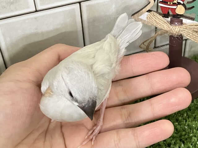 𝐂𝐨𝐦𝐞 𝐨𝐧🐾💭サクサク白銀の世界❄️.*˚シルバー文鳥(2025年11月生まれ) シルバー文鳥