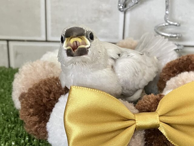 𝐂𝐨𝐦𝐞 𝐨𝐧🐾💭サクサク白銀の世界❄️.*˚シルバー文鳥(2025年11月生まれ) シルバー文鳥
