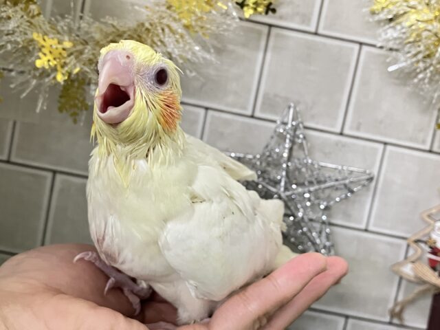 オカメインコ