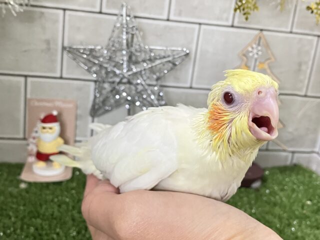 オカメインコ