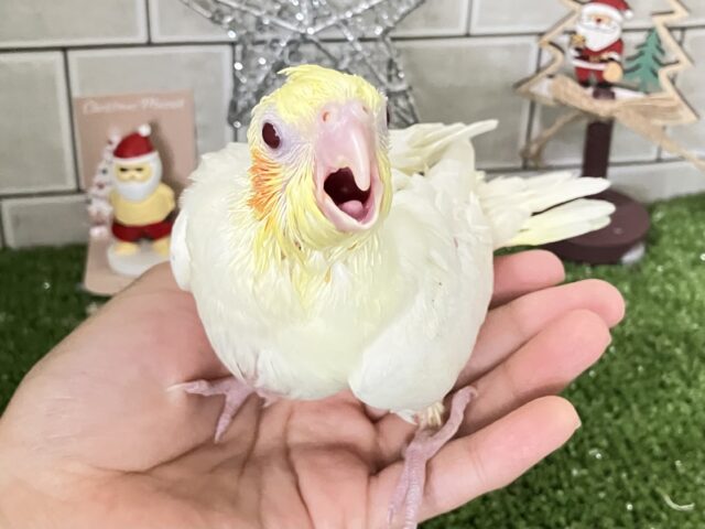 オカメインコ