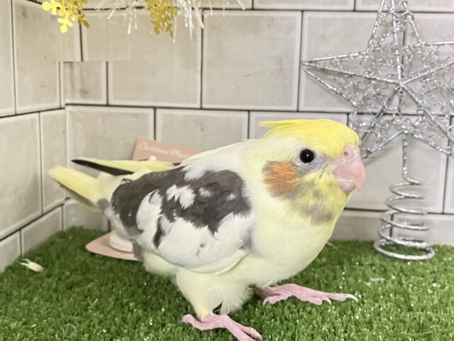 オカメインコ
