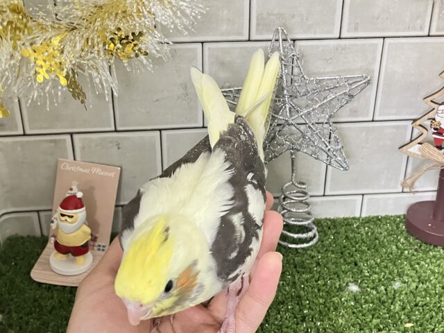 オカメインコ