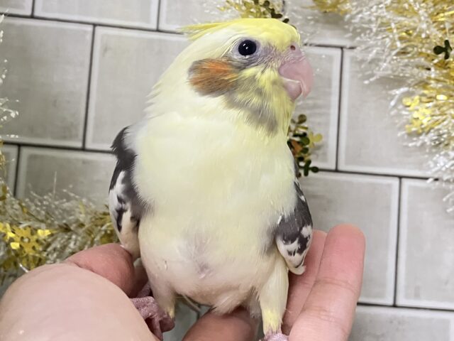 オカメインコ