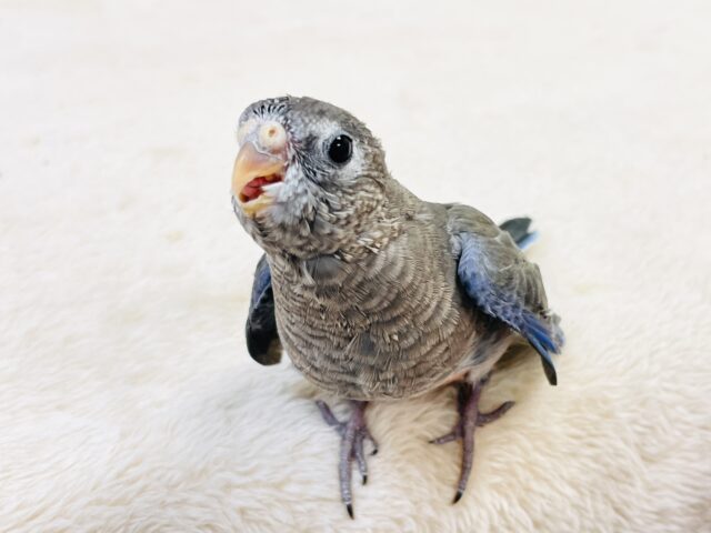 アキクサインコ（秋草インコ）