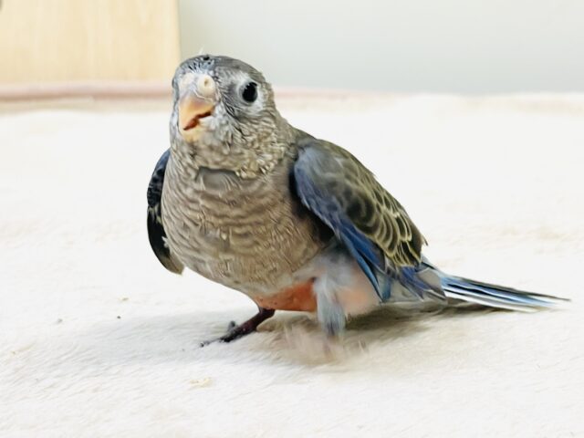 アキクサインコ（秋草インコ）
