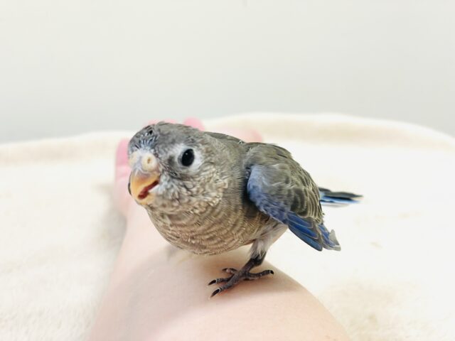アキクサインコ（秋草インコ）