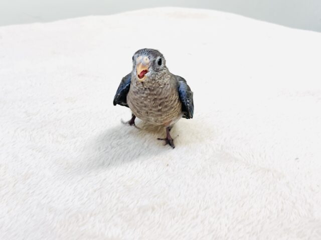 アキクサインコ（秋草インコ）