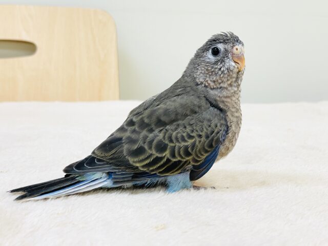 アキクサインコ（秋草インコ）