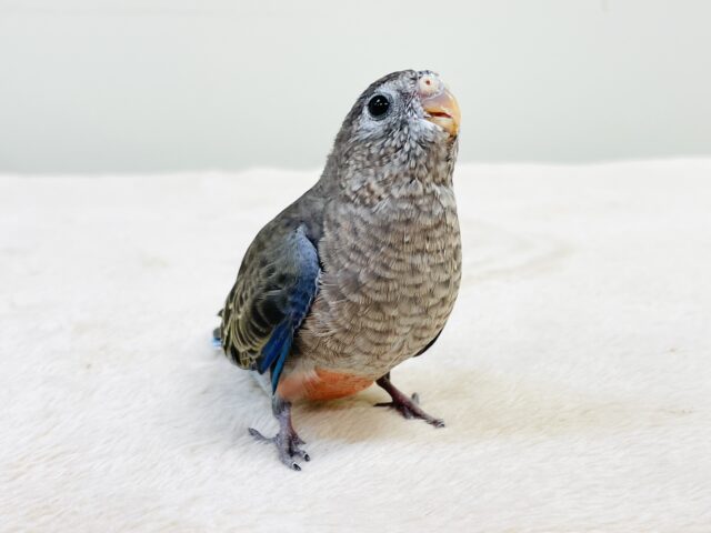 アキクサインコ（秋草インコ）