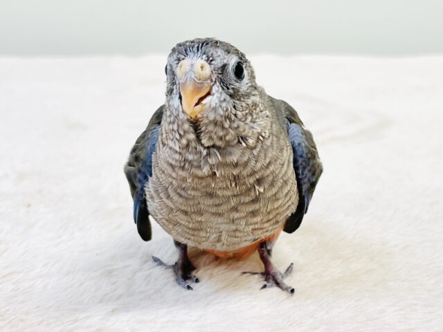 アキクサインコ（秋草インコ）