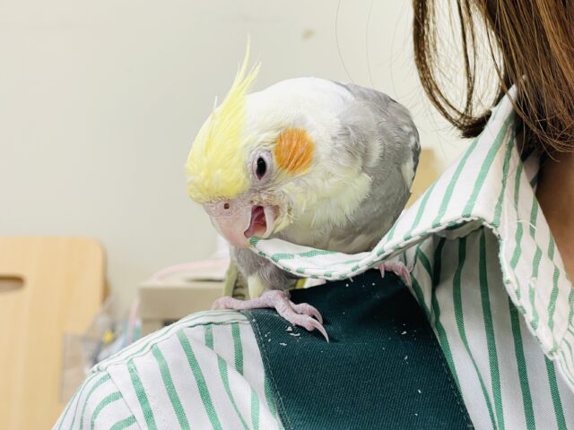 オカメインコ