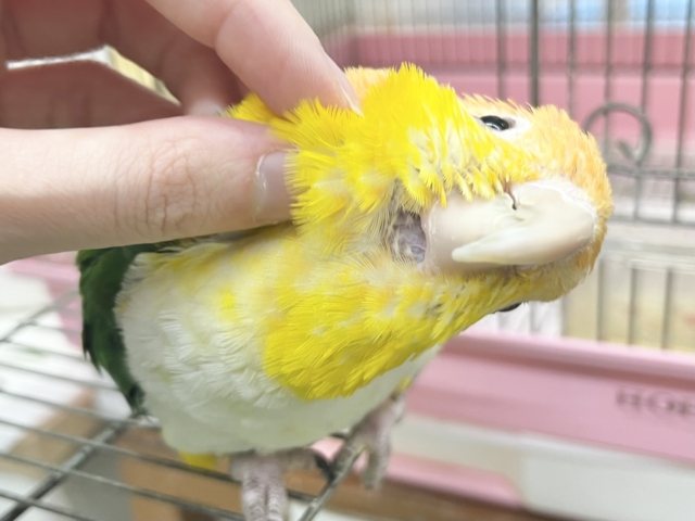 シロハラインコ