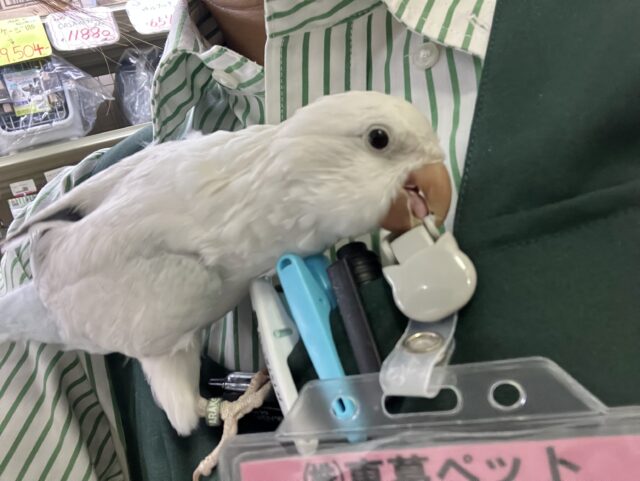 オキナインコ