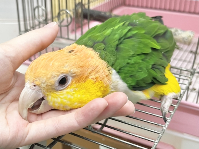 シロハラインコ