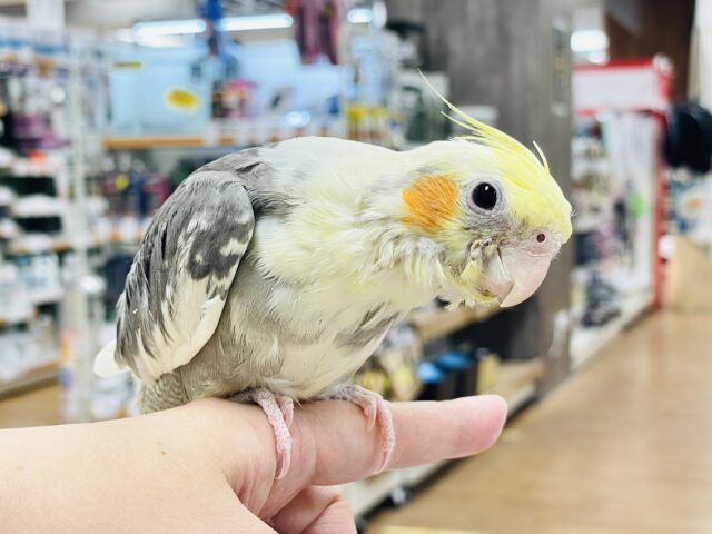 オカメインコ