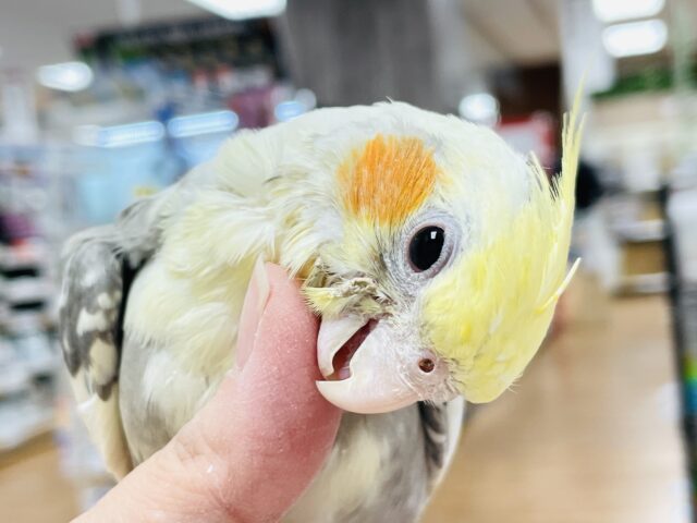 オカメインコ