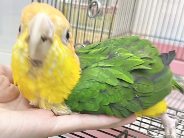 シロハラインコ