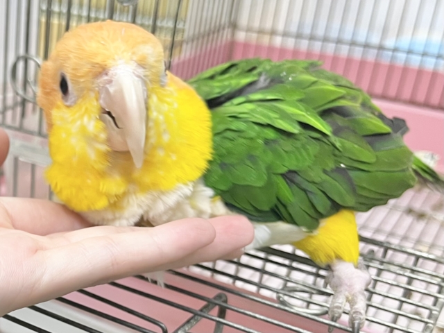 シロハラインコ